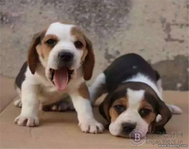 比格犬出售纯种健康幼犬赛级双血统签订协议上门看狗狗